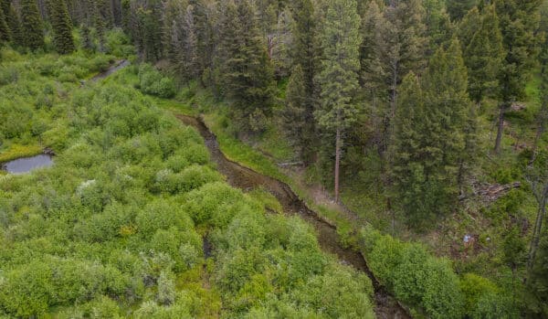Aerial view of a narrow, winding stream cutting through dense green vegetation and forest with tall pine trees on both sides—ideal recreational land or picturesque ranch for sale.