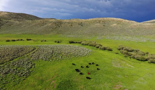A herd of black cows and a person in a red jacket stand on a bright green grassy field, surrounded by rolling hills and small trees under a dramatic sky—perfect as ranch for sale or hunting property.