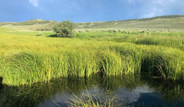 A small pond surrounded by tall green grasses in a sunlit meadow, with rolling hills and blue sky in the background—perfect recreational land or an ideal setting for a cattle ranch.
