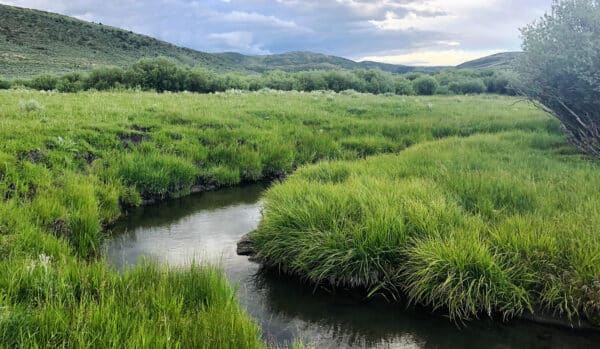 A small, clear stream winds through lush green grass and vegetation in a valley on this scenic cattle ranch, with rolling hills and cloudy skies in the background.