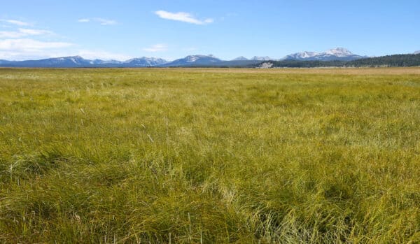 A vast, open meadow of tall green grass stretches toward distant, rugged mountains under a bright blue sky—a perfect setting for recreational land or hunting property.