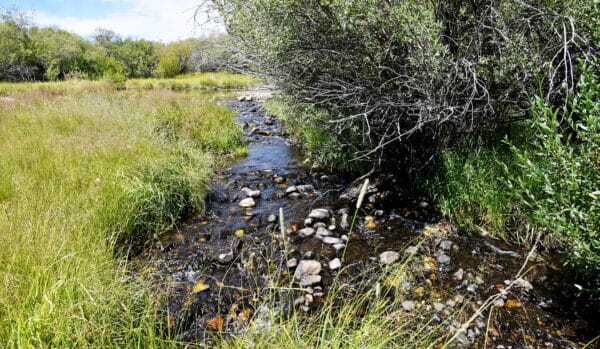 A small, clear stream flows gently over rocks through tall green grass and bushes on this beautiful cattle ranch, with trees and a blue sky in the background. Land for sale offers a serene natural setting perfect for your dream ranch.