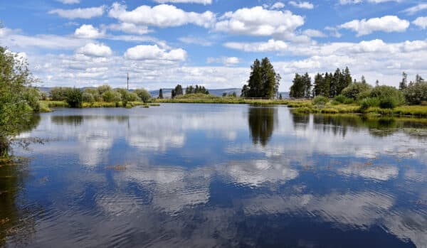 A calm lake reflects fluffy white clouds and blue sky, surrounded by green bushes and trees on a sunny day—ideal scenery for a hunting property or cattle ranch, with a line of tall trees visible in the distance under a partly cloudy sky.