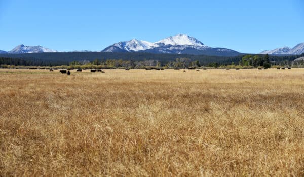 A wide field of tall, golden grass with black cows grazing, bordered by trees, and snow-capped mountains under a clear blue sky—ideal recreational land or ranch for sale.