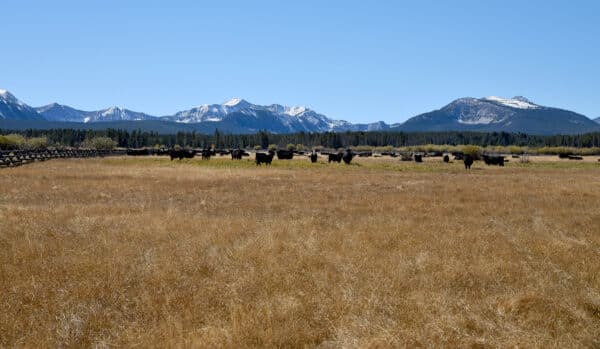 A herd of black cows stands in a dry, golden field on recreational land with snow-capped mountains and a forest of pine trees in the background under a clear blue sky.