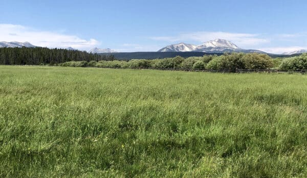 A wide grassy field with wildflowers, bordered by trees and a wooden fence, stretches toward distant mountains under a clear blue sky—perfect as a scenic cattle ranch or hunting property.