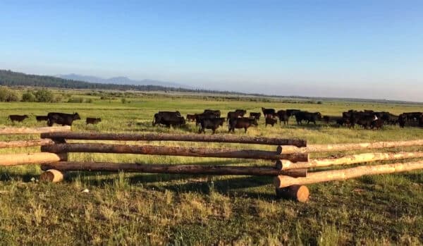 A herd of black cows grazes in a grassy field under a clear blue sky, with a rustic wooden fence in the foreground—perfect for those seeking a cattle ranch or land for sale, framed by distant trees and hills on the horizon.