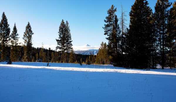 Snow-covered field bordered by tall evergreen trees under a clear blue sky, with a distant mountain peak in the background—ideal recreational land for sale.
