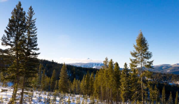 A scenic winter landscape with tall evergreen trees, snow-covered ground, and distant mountains under a clear blue sky—ideal land for sale perfect for your dream hunting property.