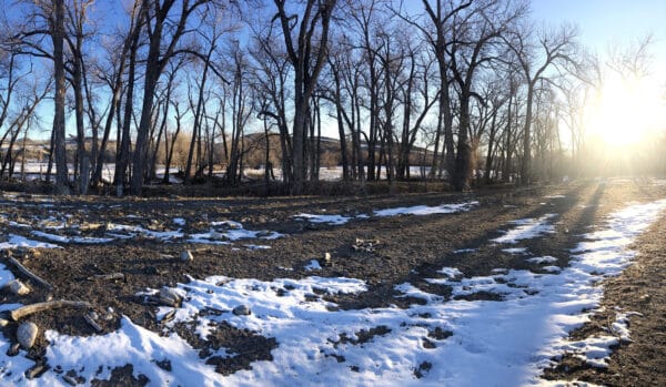 A leafless forest with scattered snow patches lies under a clear blue sky; the sun is low on the horizon, casting long shadows. This serene setting could be your ideal hunting property or cattle ranch for sale.