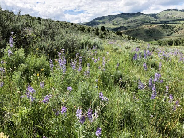 A lush green meadow filled with purple wildflowers under a partly cloudy sky, with rolling hills and mountains in the background—ideal recreational land or potential ranch for sale.