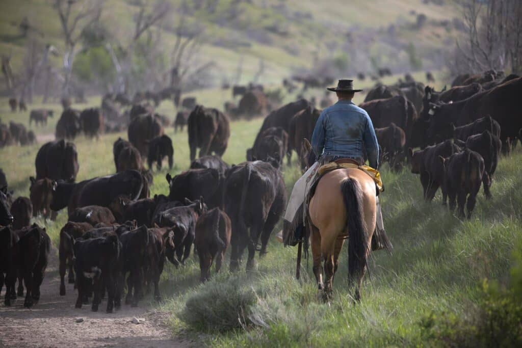 A cowboy wearing a hat and denim jacket rides a horse through a grassy field, herding cattle on a sunny day. Perfect for those seeking a classic cattle ranch or hunting property, with rolling hills and sparse trees in the background.