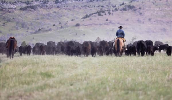 A cowboy on horseback herds cattle across a grassy field with hills and scattered trees. Another horse is visible to the left, capturing the authentic spirit of a cattle ranch set on open land for sale.