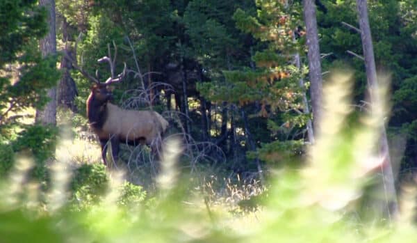 A large elk with antlers stands partially hidden among trees in a sunlit forest on recreational land, with blurred green foliage in the foreground.