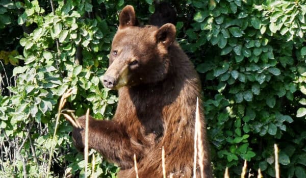 A brown bear stands upright among tall grass and dense green foliage, gazing to the side, with sunlight highlighting its fur—capturing the wild beauty often found on a cattle ranch or scenic recreational land.