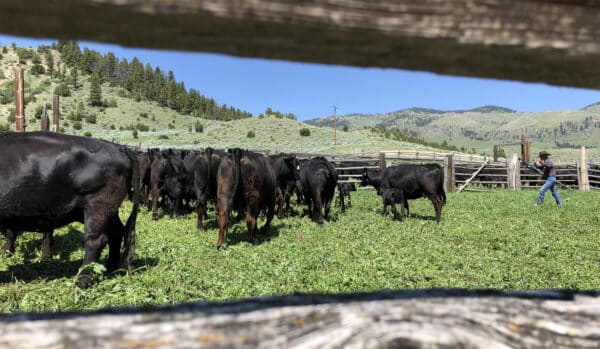 A group of black cattle stand in a grassy corral on a cattle ranch surrounded by wooden fences with a person in a hat nearby; green hills and blue sky create the perfect backdrop for this land for sale.