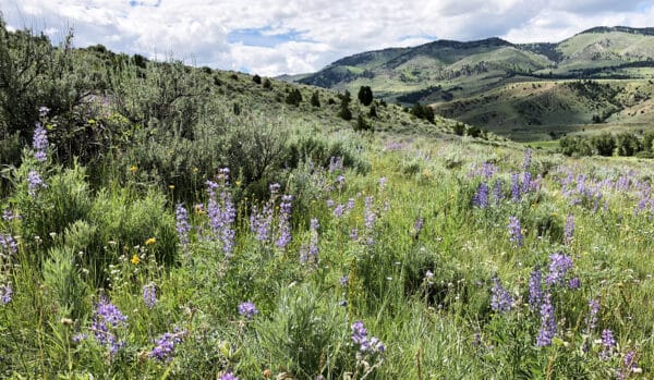 A lush green meadow with clusters of purple wildflowers and shrubs, ideal for a cattle ranch, set against rolling hills and distant mountains under a partly cloudy sky.