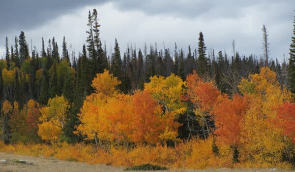 A grove of trees with vibrant yellow, orange, and red autumn leaves stands before a dense forest of tall evergreens under a cloudy gray sky—ideal scenery for recreational land or a picturesque cattle ranch.