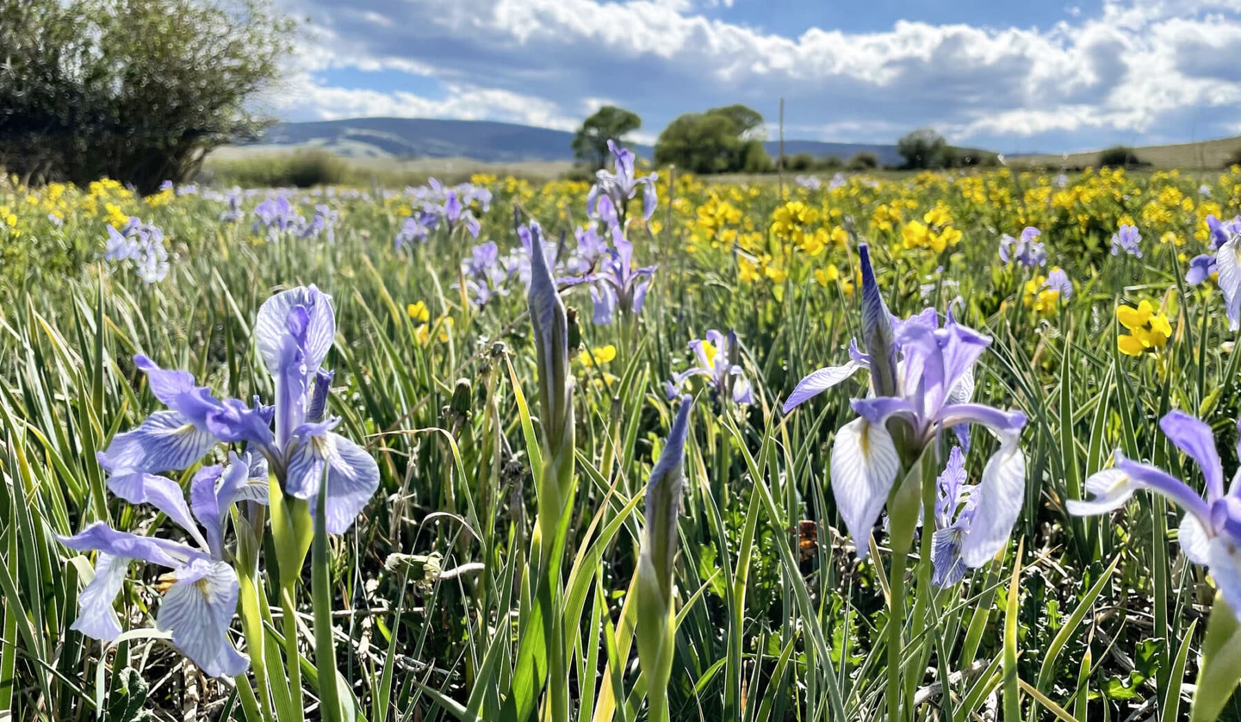 Close-up of purple wildflowers and green grass in a meadow, with yellow flowers scattered throughout. Blue sky with white clouds and distant hills hint at the natural beauty perfect for a cattle ranch or land for sale.