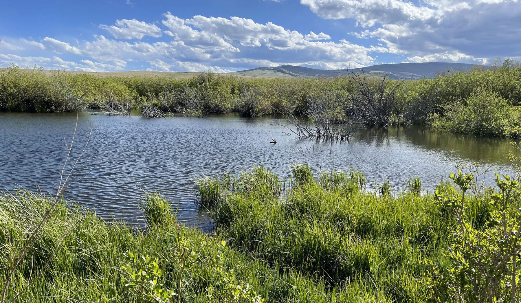 A pond surrounded by lush green grass and bushes under a blue sky with scattered clouds; distant hills are visible on the horizon—perfect recreational land or ranch for sale.