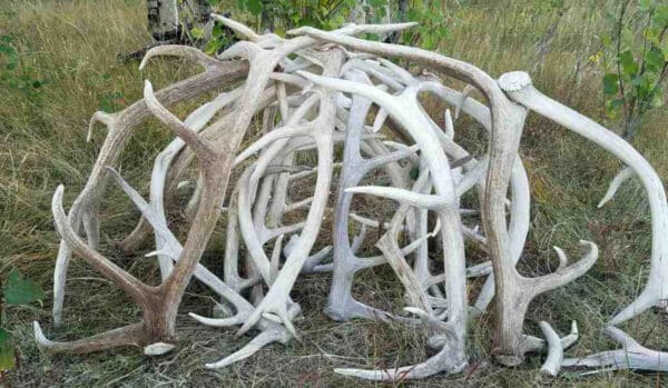 A pile of deer antlers of various sizes and colors, mostly white and light brown, lies on the grass in a natural outdoor setting—an ideal scene for hunting property enthusiasts amid greenery and trees.