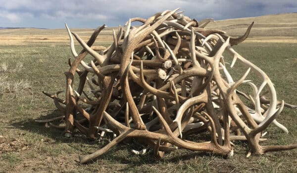 A large pile of deer antlers sits on dry grass in an open, grassy field with gentle hills in the background under a partly cloudy sky—perfect hunting property or recreational land.
