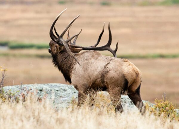 A large elk with impressive antlers stands in a grassy field, looking off to the left. The blurred background of open land hints at the perfect setting for a hunting property or cattle ranch for sale.