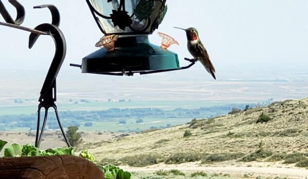A hummingbird hovers next to a feeder hanging outdoors, with green fields stretching across cattle ranch land and a distant valley landscape in the background.