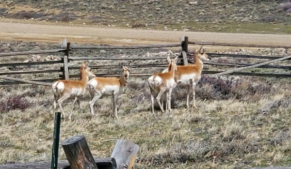 Four pronghorn antelope stand in a grassy field near a wooden fence, with dry terrain and sparse vegetation in the background—ideal recreational land or hunting property.