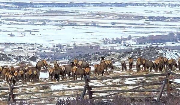 A herd of elk stands on a snowy hillside near a wooden fence, overlooking a vast, snow-covered landscape with fields and hills—an inspiring scene for anyone seeking ranch for sale in the area.
