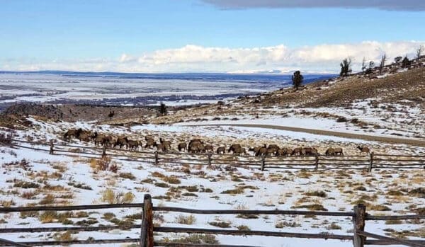 A herd of bighorn sheep walks along a snow-dusted hillside near a wooden fence, with a vast plain and distant mountains—perfect scenery for recreational land or hunting property—under a partly cloudy sky in the background.