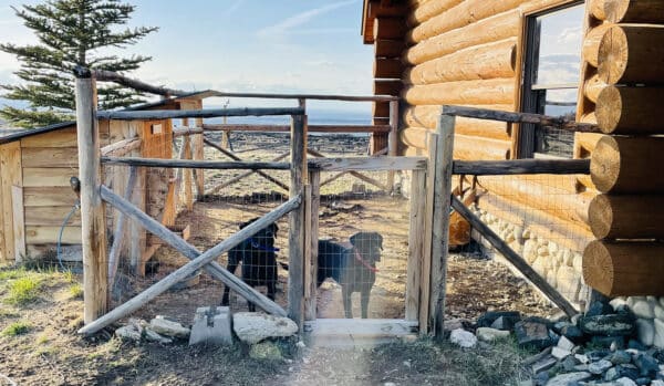Two black dogs stand behind a wooden gate in a fenced outdoor enclosure next to a log cabin on recreational land. Sunlight casts shadows, with a tree to the left and mountains in the background.