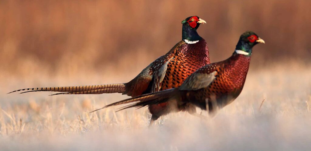 Two colorful pheasants with iridescent green heads, red faces, and long tails stand on dry grass—an ideal scene for a hunting property or recreational land, set against a blurred brown background.