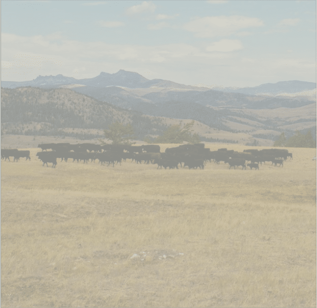 Cattle on a ranch to represent land realtors buy and sell ranches and farm land in the Rocky Mountains.