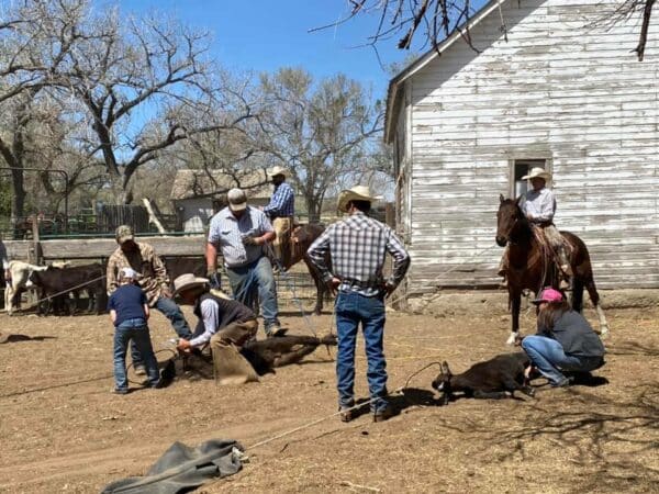 Several people in cowboy hats work together to brand calves on a cattle ranch. Some hold calves on the ground while others assist. A person on horseback observes nearby, with a weathered white barn standing in the background.