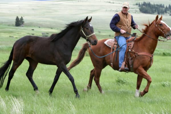 A man wearing a cap and vest rides a brown horse through a grassy field, leading a black horse alongside him—perfect scenery for those seeking recreational land or a ranch for sale, with rolling hills and trees in the background.