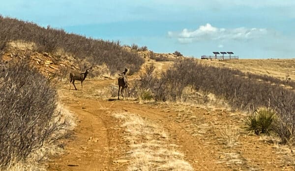 Two deer stand on a dirt path surrounded by dry grass and shrubs, with a hill and a structure with solar panels in the distance—an ideal setting for recreational land or hunting property under a partly cloudy sky.