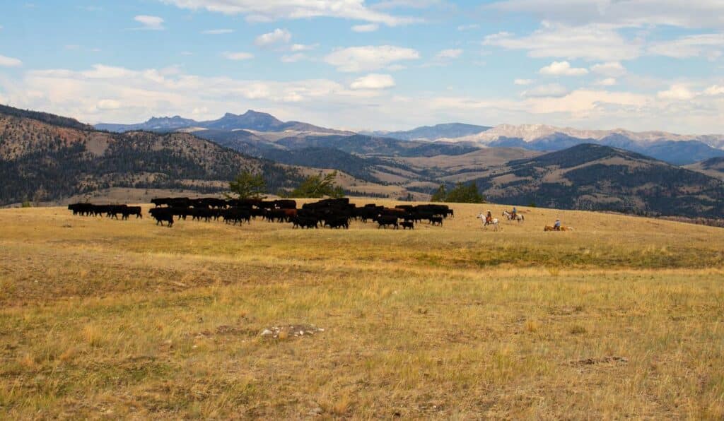 A herd of cattle grazes on a grassy hilltop with mountains in the background. Several people on horseback are herding the cattle under a partly cloudy sky, showcasing this scenic cattle ranch for sale.