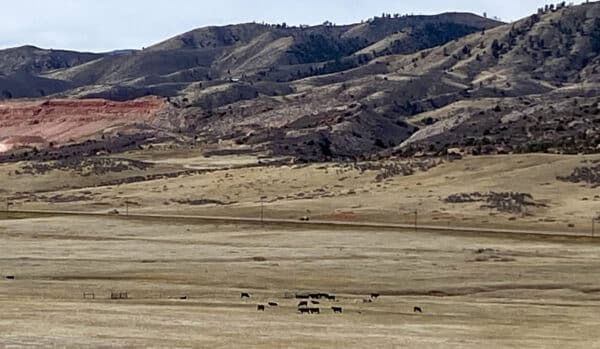 A group of cows grazes on a dry, grassy plain at a cattle ranch, with rolling hills and sparse trees in the background under a cloudy sky.