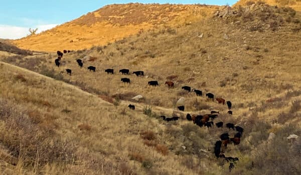 A herd of black and brown cattle walk in a winding line along a dry, grassy hillside under a blue sky with sparse clouds, showcasing the beauty of this recreational land and ideal cattle ranch.