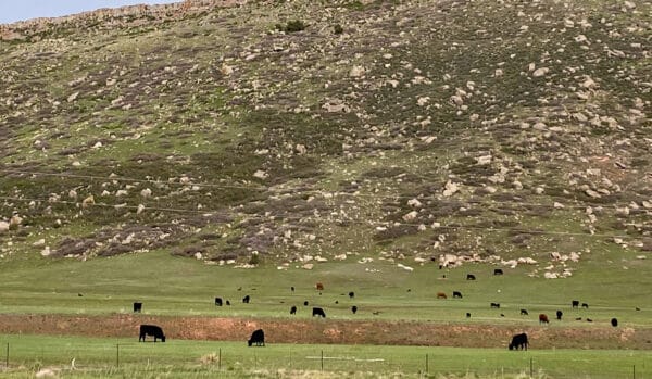 Cows graze on a grassy pasture at the base of a rocky hillside, making this scenic area ideal for a cattle ranch or recreational land, surrounded by patches of green vegetation under an overcast sky.