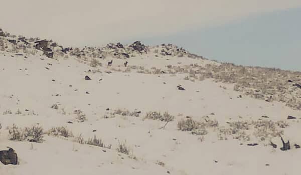 Snow-covered hillside with scattered rocks and sparse shrubs under a partly cloudy sky. Two deer are faintly visible near the rocky ridge, highlighting the hunting property potential of this scenic cattle ranch landscape.