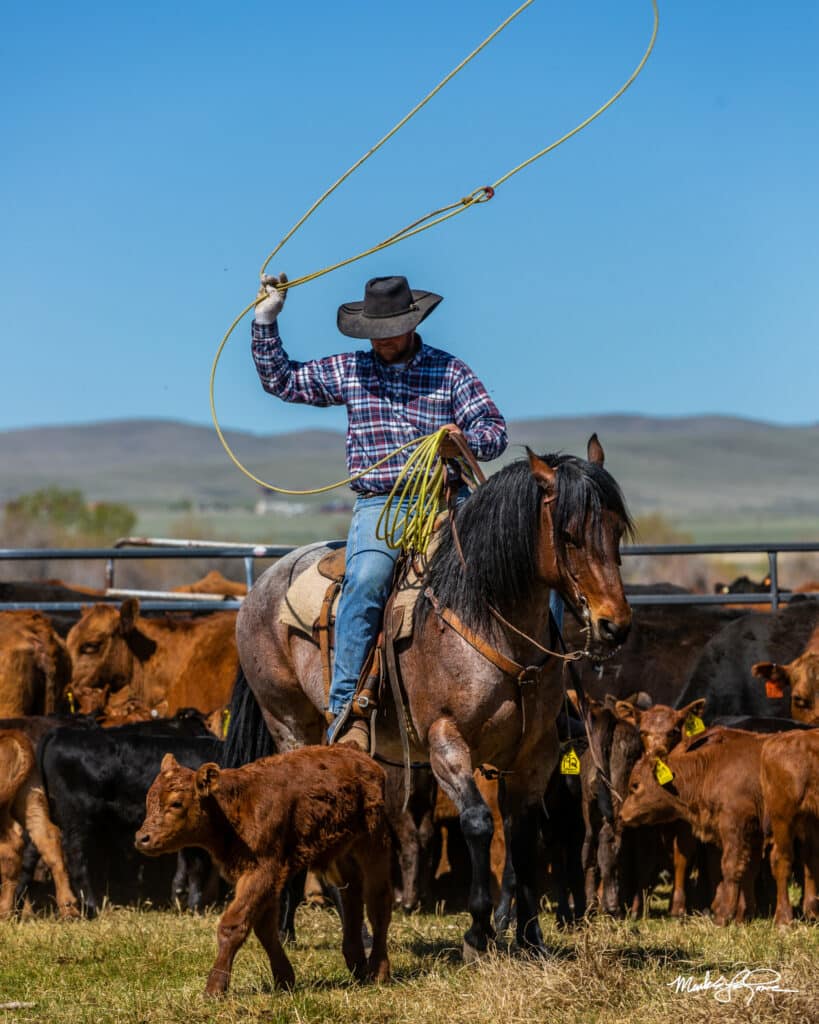 Bill - Montana Ranch Real Estate Agent