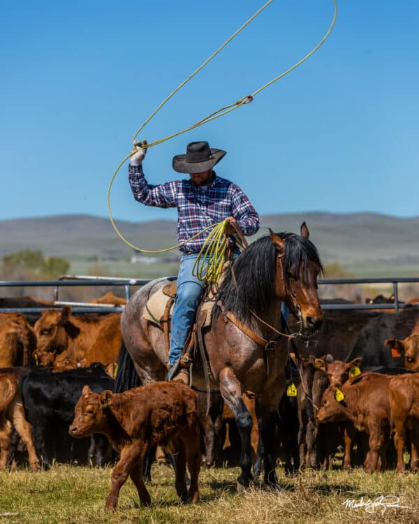 A cowboy on horseback swings a lasso amid a herd of brown calves and cattle in a fenced pasture on this scenic cattle ranch, with rolling hills and a clear blue sky in the background.