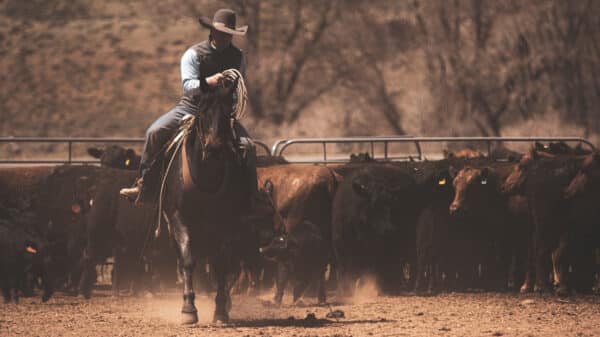 A cowboy wearing a hat rides a horse in front of a herd of cattle in a dusty, fenced outdoor area with trees and hills—perfect scenery for a cattle ranch or hunting property with land for sale.