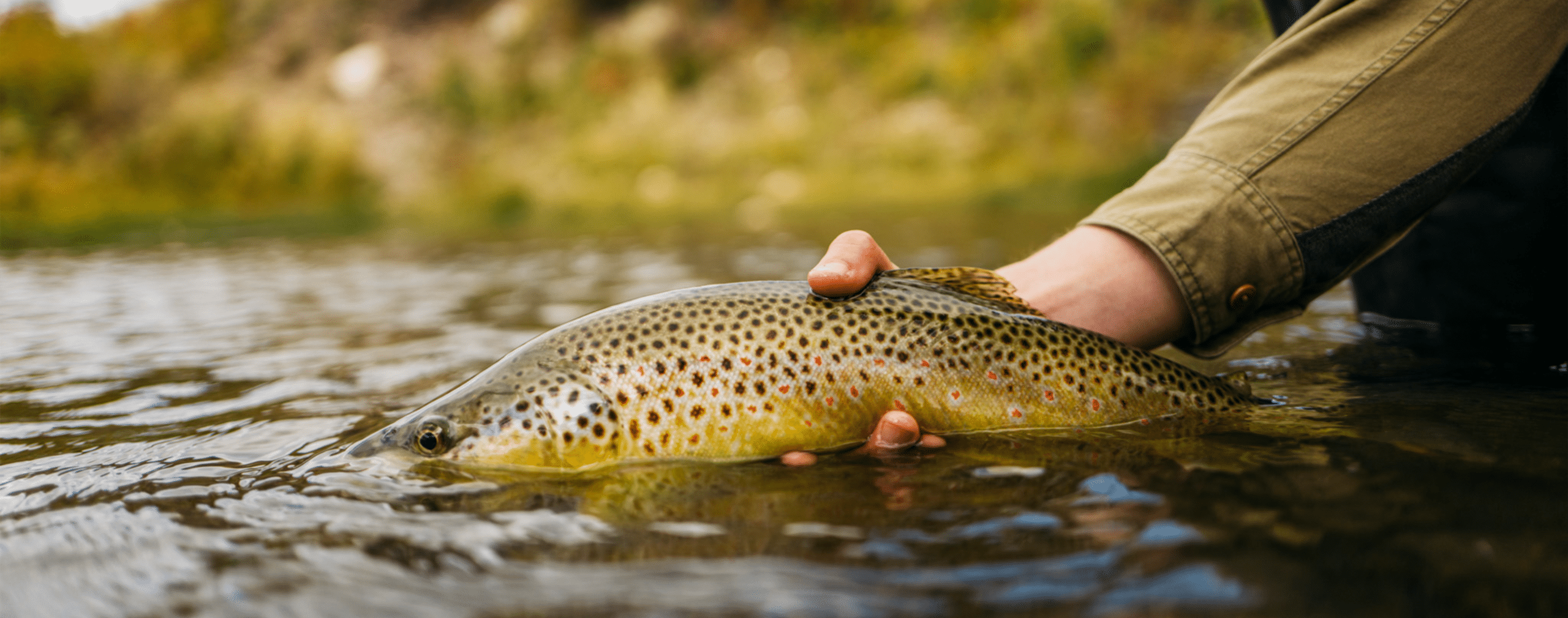 A person wearing a green sleeve gently holds a large brown trout with black spots just above the water, enjoying the peaceful beauty of recreational land in a natural outdoor setting.