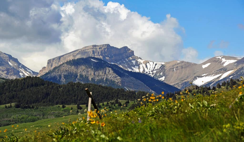 Snow-capped mountains rise behind a green meadow filled with yellow wildflowers and grass under a partly cloudy blue sky. A forested area at the base offers ideal recreational land or hunting property in this scenic landscape.