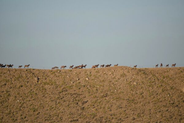 Elk on a ridge in Wyoming