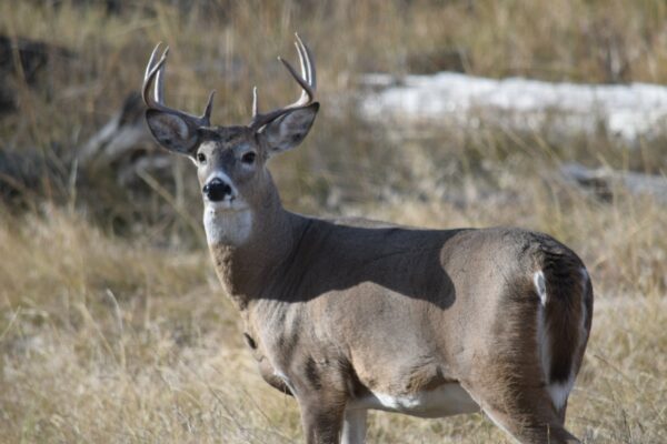 A male deer with large antlers stands in a grassy field on recreational land, looking toward the camera, with dry grass and blurred foliage in the background.