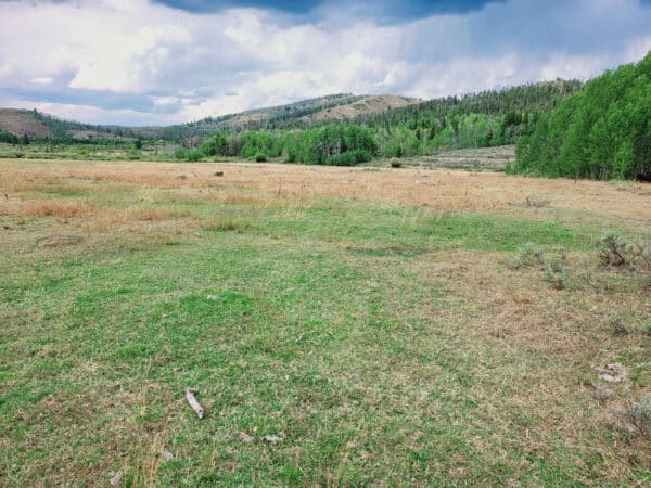 Open grassy field with patches of green and yellow grass, bordered by dense green trees and distant hills under a cloudy sky—ideal hunting property or land for sale.